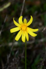 Microseris lanceolata