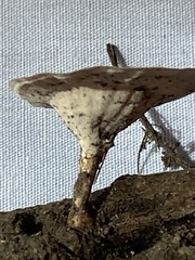 Microporus xanthopus