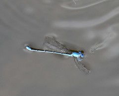 Pseudagrion cingillum