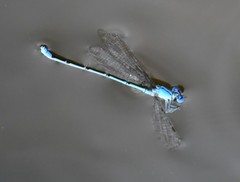 Pseudagrion cingillum