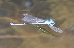 Pseudagrion cingillum