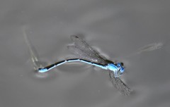 Pseudagrion cingillum