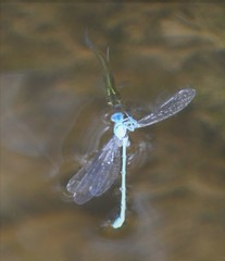 Pseudagrion cingillum