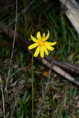 Microseris lanceolata