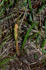 Microseris lanceolata