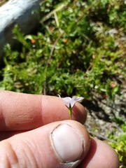 Wahlenbergia akaroa