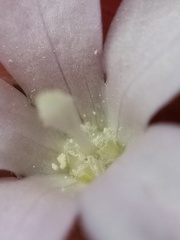 Wahlenbergia akaroa