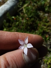 Wahlenbergia akaroa