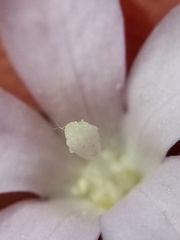 Wahlenbergia akaroa