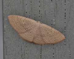 Poecilasthena ischnophrica