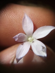 Wahlenbergia akaroa