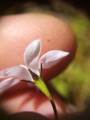 Wahlenbergia akaroa