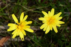 Microseris lanceolata