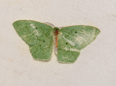 Maxates centrophylla