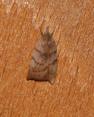 Tortricopsis euryphanella