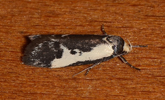 Cosmaresta placochorda