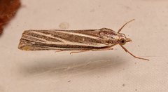 Rhynchopsota delogramma