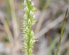 Prasophyllum brownii