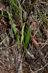 Microseris lanceolata