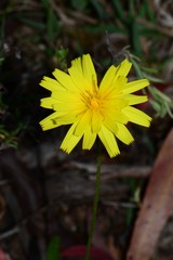 Microseris lanceolata