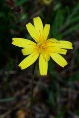 Microseris lanceolata