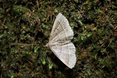 Paracolax trilinealis