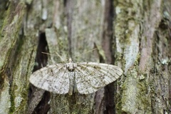 Protoboarmia faustinata