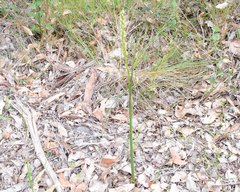 Prasophyllum brownii