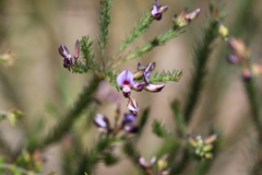 Gompholobium confertum