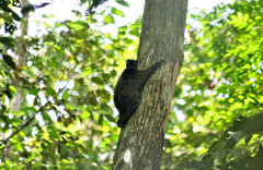 Cynocephalus volans