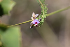 Gompholobium confertum