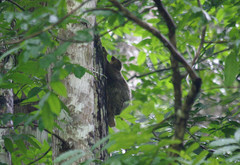Cynocephalus volans