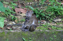 Macaca fascicularis philippensis