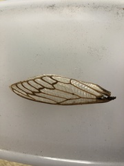 Macrotristria angularis