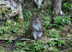 Macaca fascicularis philippensis