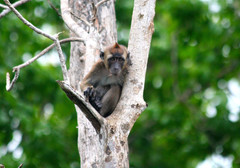 Macaca fascicularis philippensis