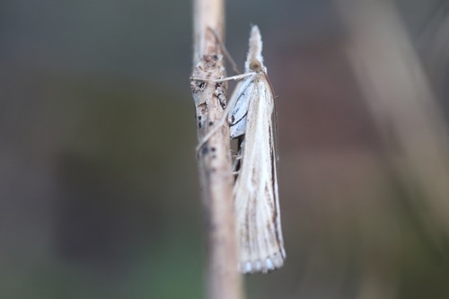 Barred Grass-veneer, Noordwijk aan Zee, Noordwijk, Nederland, photo 10 of 10