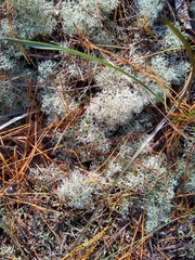 Cladonia evansii