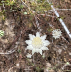 Actinotus leucocephalus