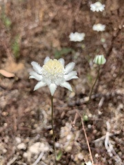 Actinotus leucocephalus