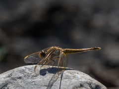 Crocothemis servilia