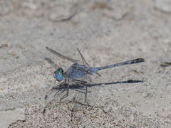 Diplacodes trivialis