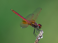 Trithemis aurora