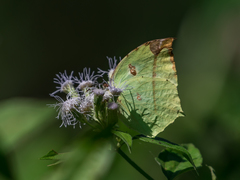 Dercas verhuelli doubledayi
