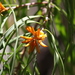 Persoonia longifolia - Photo (c) Jonathan M, algunos derechos reservados (CC BY-NC), uploaded by Jonathan M