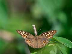 Junonia lemonias