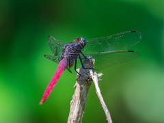 Orthetrum pruinosum