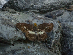 Gerosis phisara