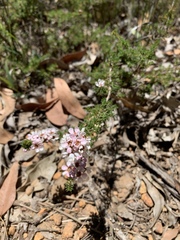 Thryptomene