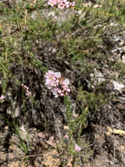 Thryptomene